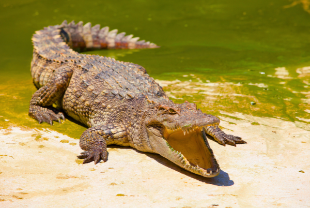 Crocodile Sightings at Rajaji National Park 2 Crocodile
