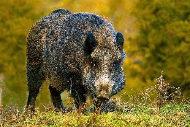 Wild Boars of Rajaji National Park 6 Conservation initiatives for the wild boars include