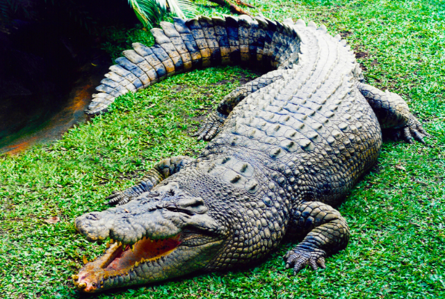 Crocodile Sightings at Rajaji National Park 4 Crocodile