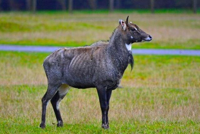 Spotting Neel Gai in Rajaji National Park 9 Wildlife Photography and Safari in Rajaji National Park