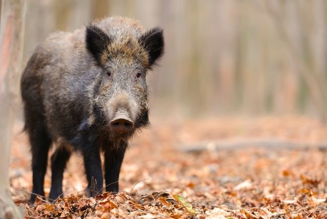 Wild Boars of Rajaji National Park 7 Conservation initiatives for the wild boars include