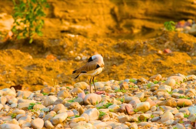 10 Facts About Rajaji National Park 5 10 Facts About Rajaji National Park