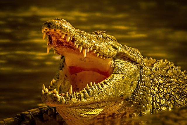 Crocodile Sightings at Rajaji National Park 3 Crocodile
