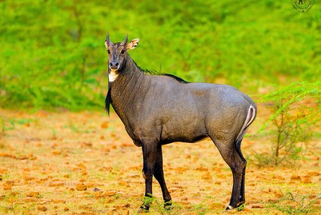 Spotting Neel Gai in Rajaji National Park 2 The Flora of Rajaji National Park