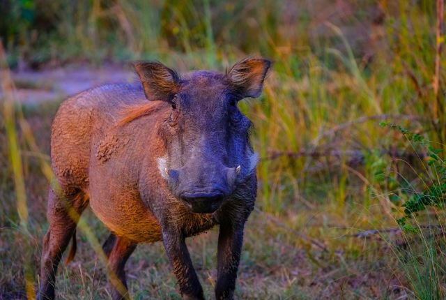 Wild Boars of Rajaji National Park 2 Wildlife Fauna of Rajaji National Park