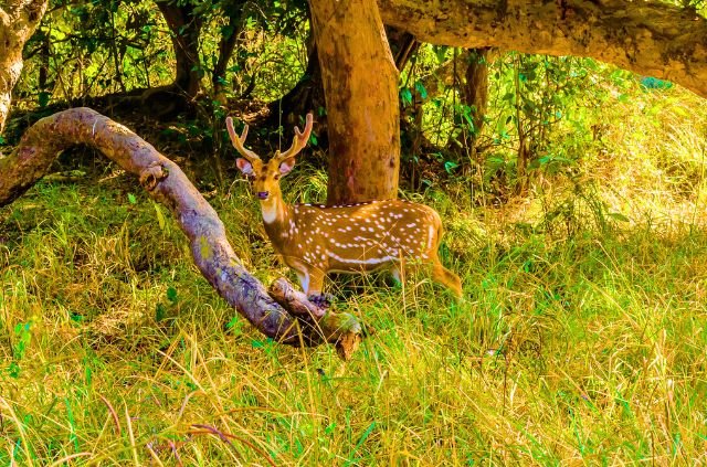 10 Facts About Rajaji National Park 7 10 Facts About Rajaji National Park