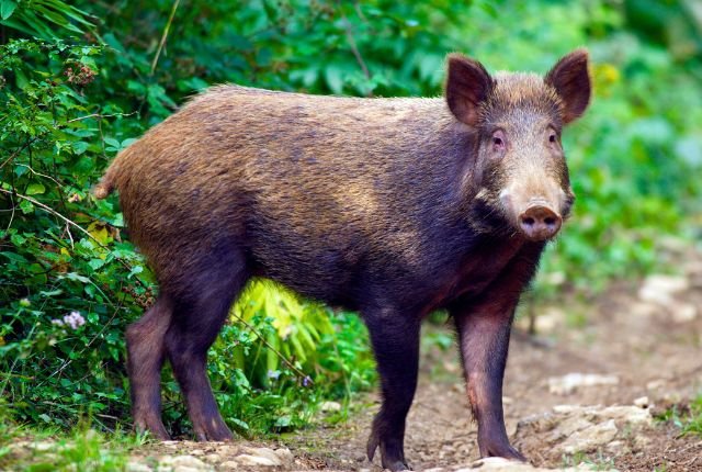 Wild Boars of Rajaji National Park 3 Conservation of Wild Boars in Rajaji National Park