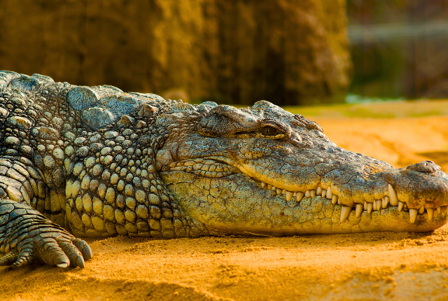 Crocodile Sightings at Rajaji National Park 6 5 1