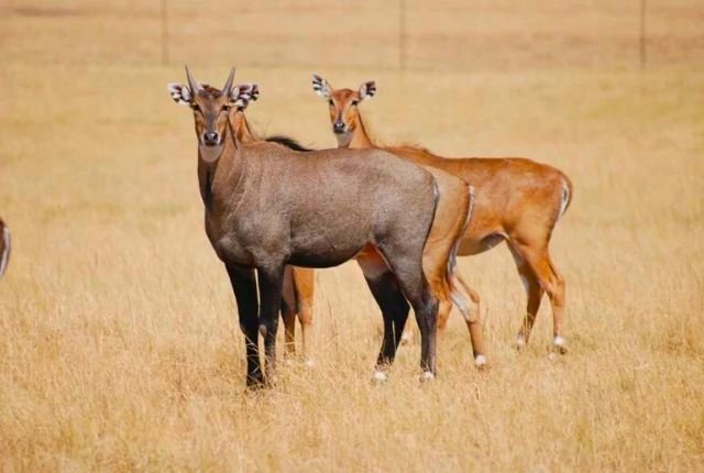 Spotting Neel Gai in Rajaji National Park 4 The Fauna of Rajaji National Park