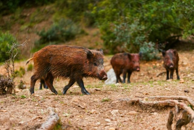 Wild Boars of Rajaji National Park 4 Conservation of Wild Boars in Rajaji National Park