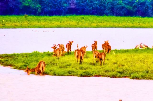 10 Facts About Rajaji National Park 8 10 Facts About Rajaji National Park