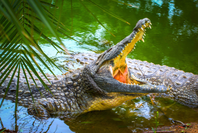 Crocodile Sightings at Rajaji National Park 5 Crocodile
