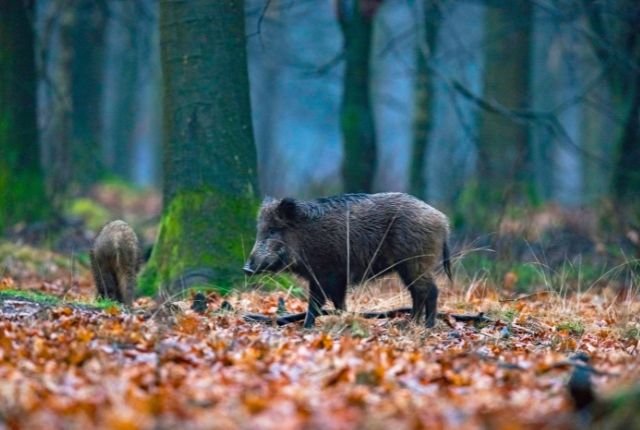 Wild Boars of Rajaji National Park 5 Conservation of Wild Boars in Rajaji National Park