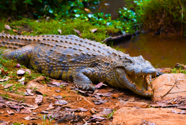 Crocodile Sightings at Rajaji National Park 8 7 1