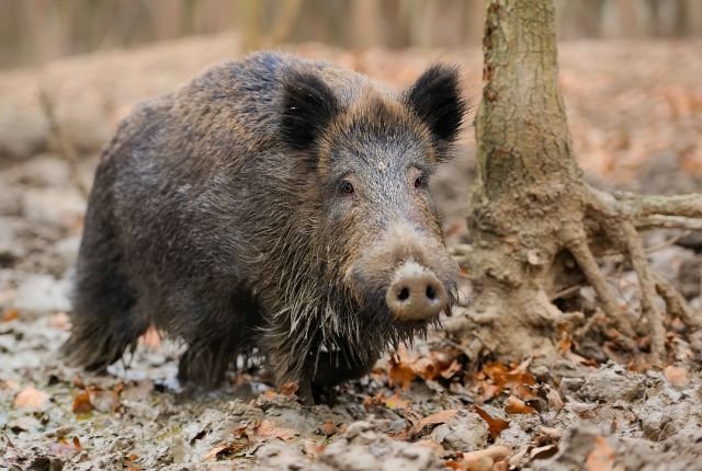 Wild Boars of Rajaji National Park 8 Wildlife Sightings and Best Time to Visit
