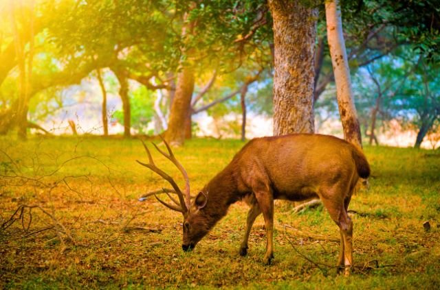 10 Facts About Rajaji National Park 3 10 Facts About Rajaji National Park