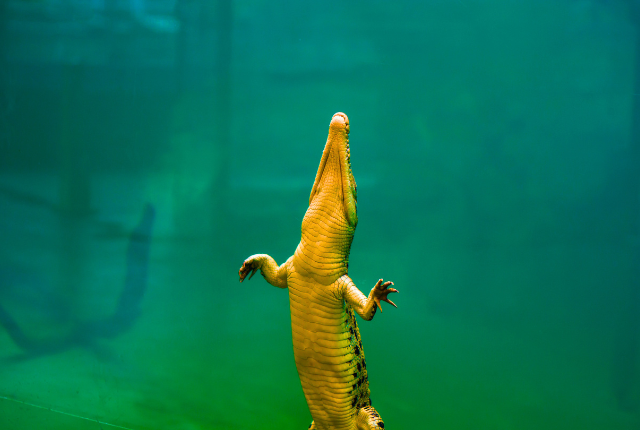 Crocodile Sightings at Rajaji National Park 9 8 1