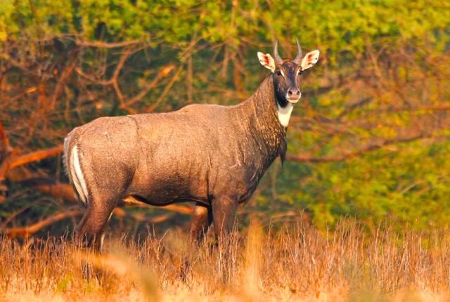 Spotting Neel Gai in Rajaji National Park 7 Neel Gai Behavior