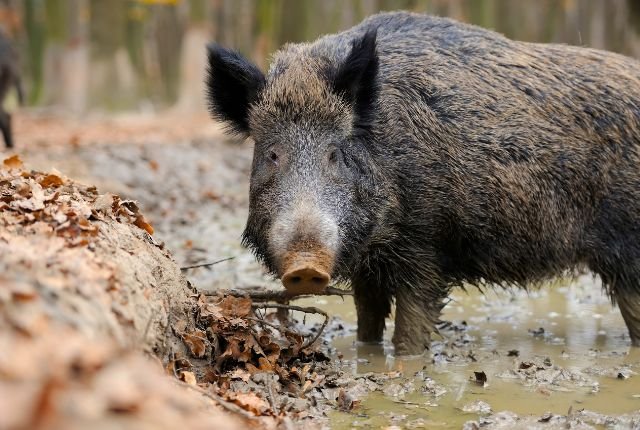Wild Boars of Rajaji National Park 9 Access and Accommodations in Rajaji National Park