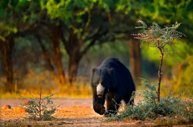 10 Best Things To Do In Rajaji National Park 10 Beer in Rajaji