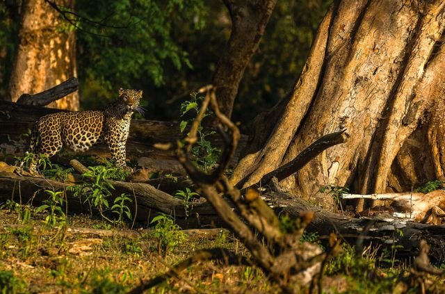 10 Best Things To Do In Rajaji National Park 7 Rajaji National Park
