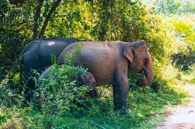 10 Best Things To Do In Rajaji National Park 8 Elephant In Rajaji