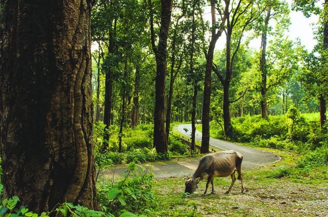 10 Best Things To Do In Rajaji National Park 3 Rajaji National Park
