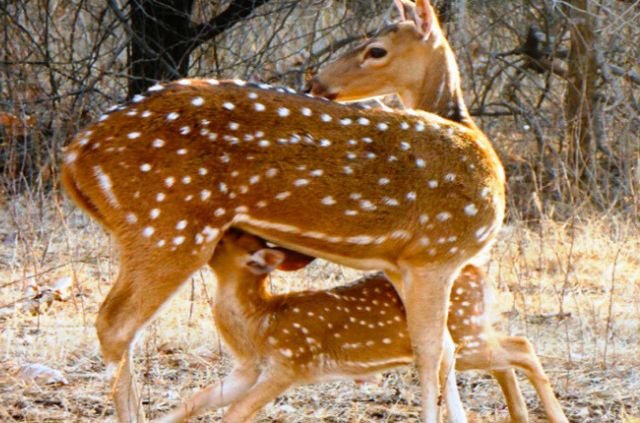 10 Best Things To Do In Rajaji National Park 6 Deer in Rajaji