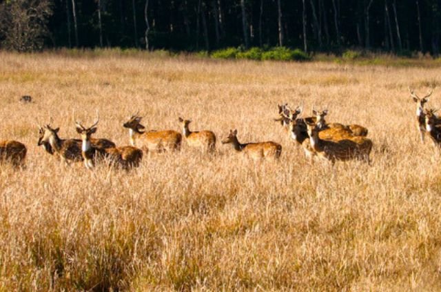 10 Best Things To Do In Rajaji National Park 2 Deer in Rajaji