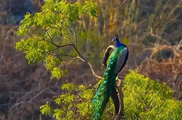 10 Best Things To Do In Rajaji National Park 4 Bird watching in Rajaji National Park