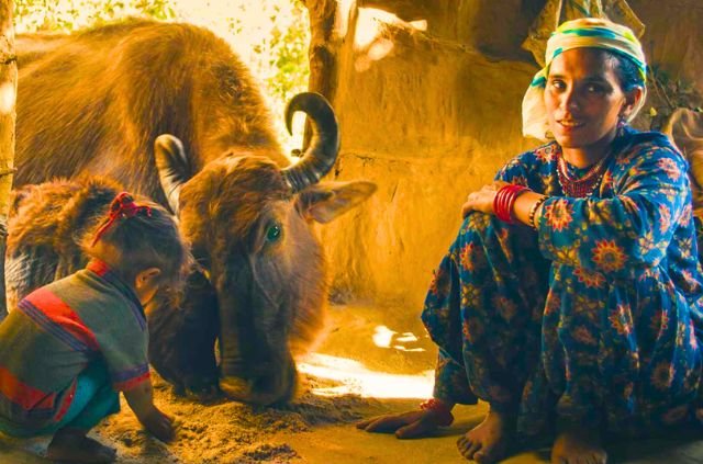 Van Gujjars and Rajaji National Park: A Story of Coexistence or Conflict? 2 Van gujjar in Rajaji