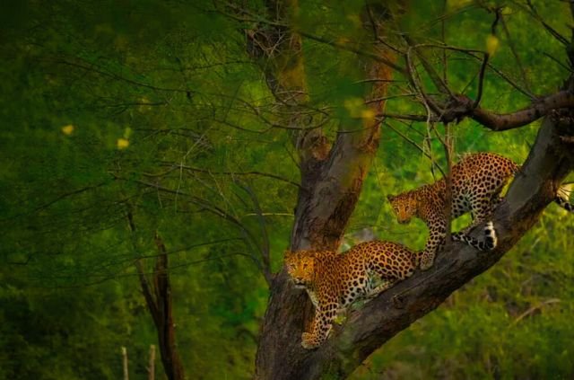 Chakravarti Rajagopalachari - The Statesman Behind Rajaji National Park 10 Leopards in Rajaji national park
