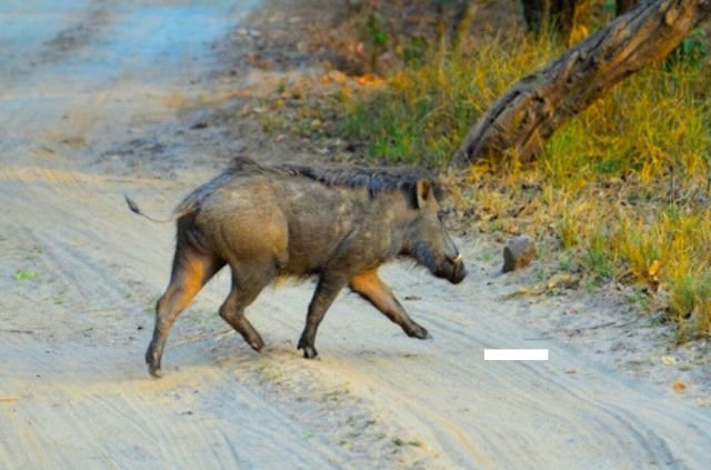 Chakravarti Rajagopalachari - The Statesman Behind Rajaji National Park 9 wild boar in Rajaji national park