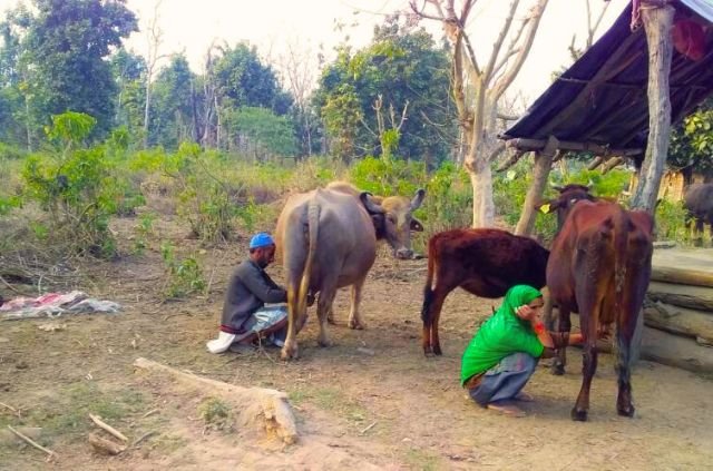 Van Gujjars and Rajaji National Park: A Story of Coexistence or Conflict? 5 Van gujjar with their domestic animals