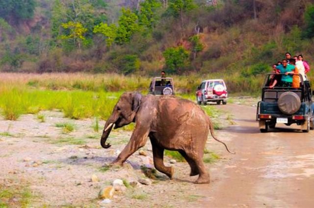 Van Gujjars and Rajaji National Park: A Story of Coexistence or Conflict? 4 Elephant in Rajaji National Park