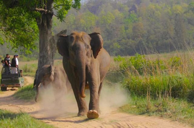 Chakravarti Rajagopalachari - The Statesman Behind Rajaji National Park 8 Elephant In Rajaji national park