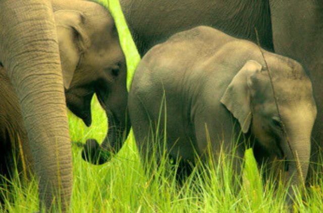 A Guide to Accommodation in Rajaji National Park 9 Activities and Experiences in Rajaji National Park